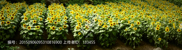 向日葵