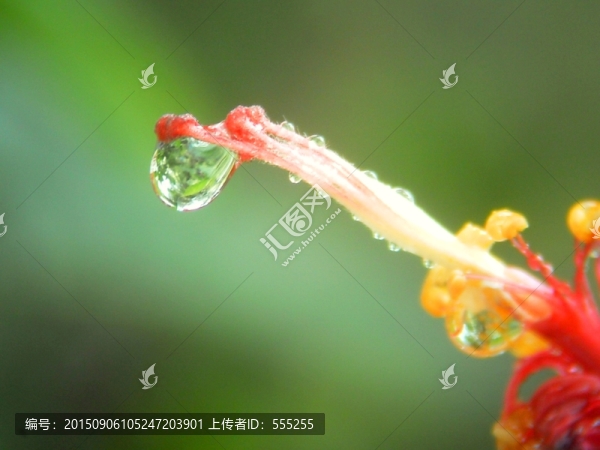 露珠