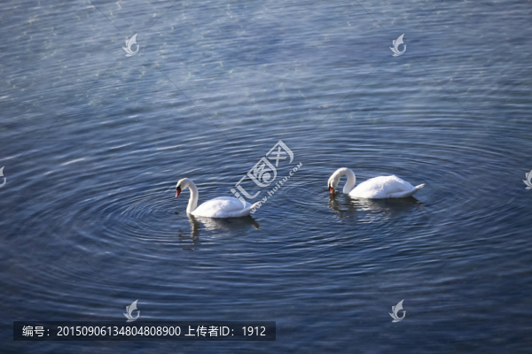 天鵝