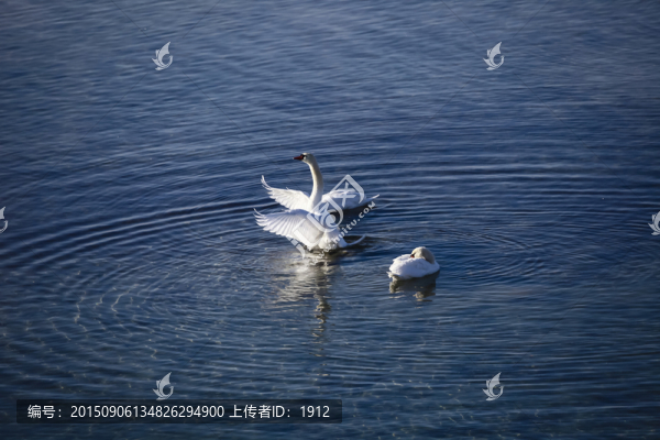 天鵝