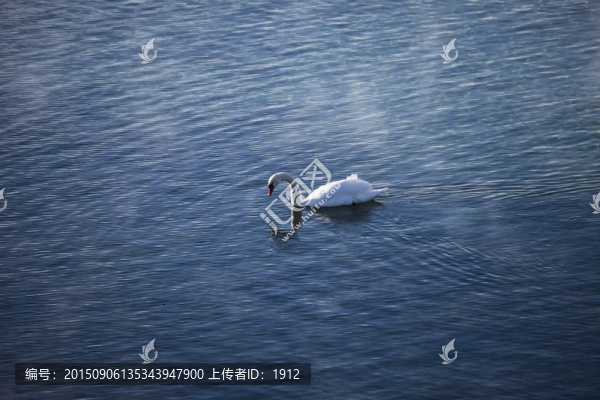 天鵝
