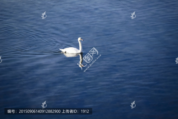 天鵝