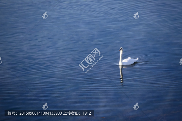 天鵝