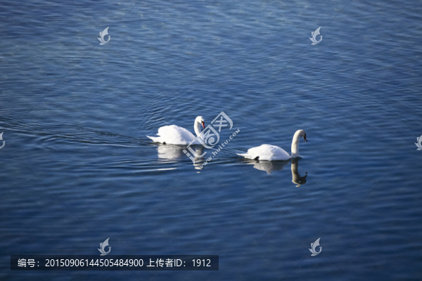 天鵝