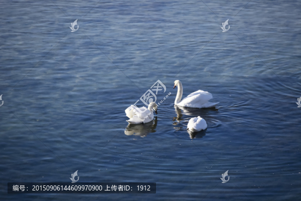 天鵝