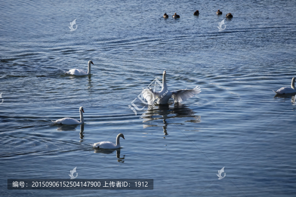 天鵝