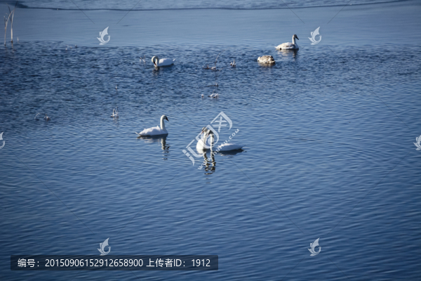 天鵝