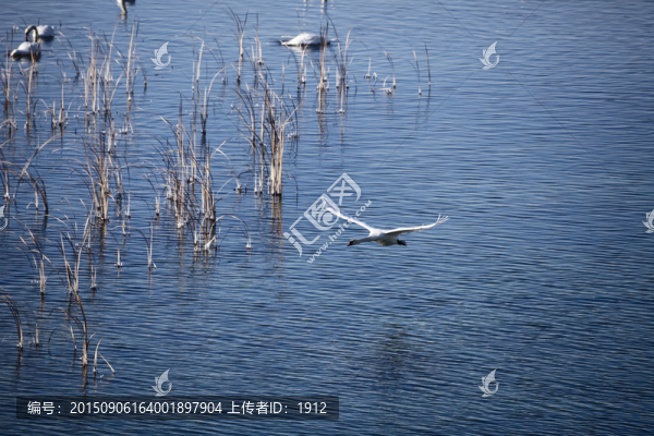 天鵝