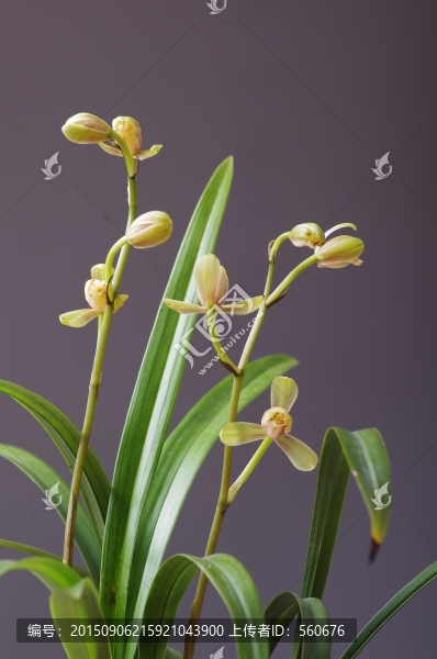 蘭花,紅一品