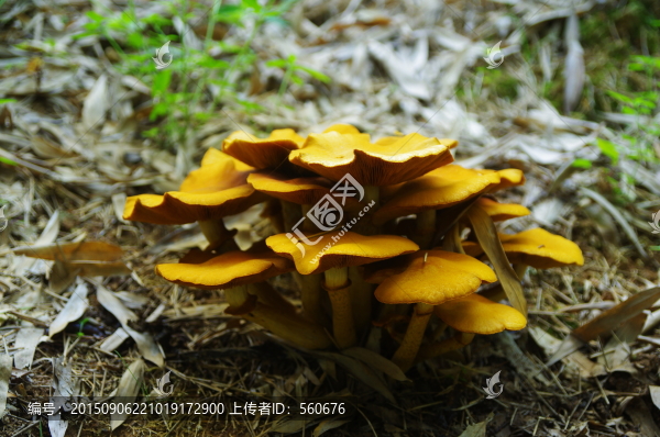 菌種,菌類