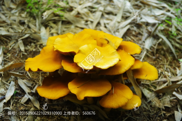 菌種,菌類
