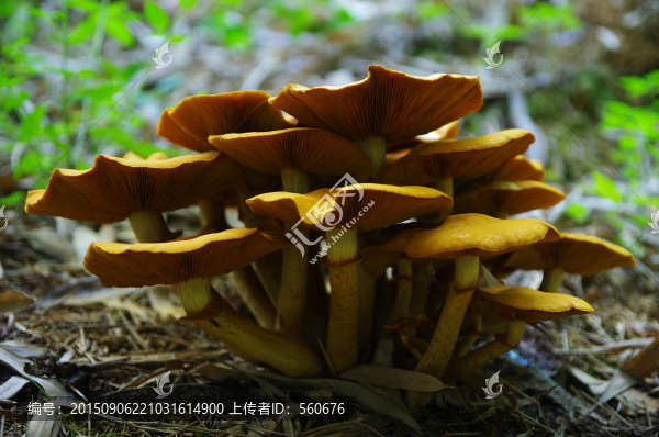 菌種,菌類
