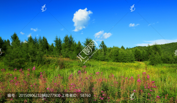 林間草甸野花風(fēng)景