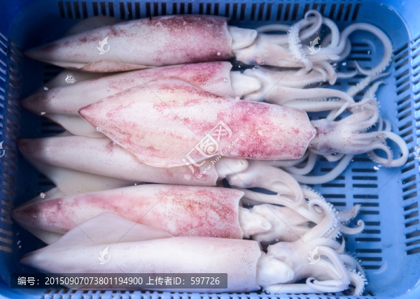 鮮魷魚(yú)