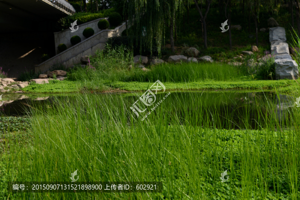 河道植物