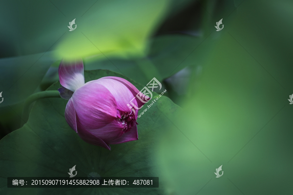 荷花