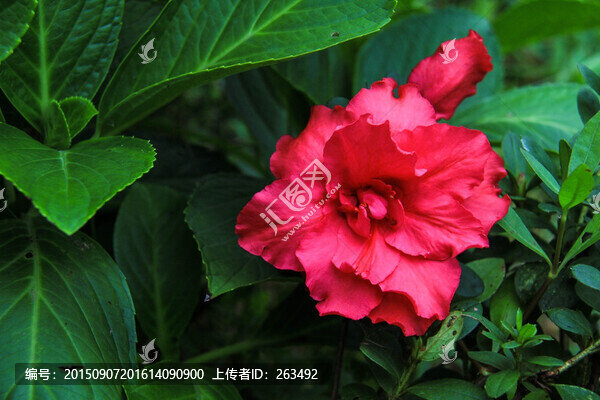 四季杜鵑