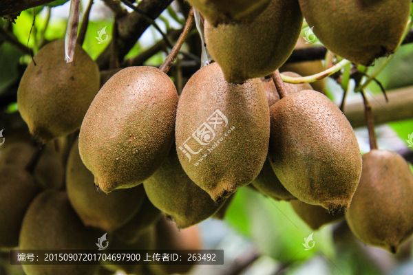 滎經(jīng)馬耳山,紅心獼猴桃,毛梨