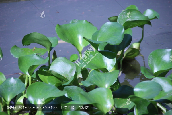 水葫蘆
