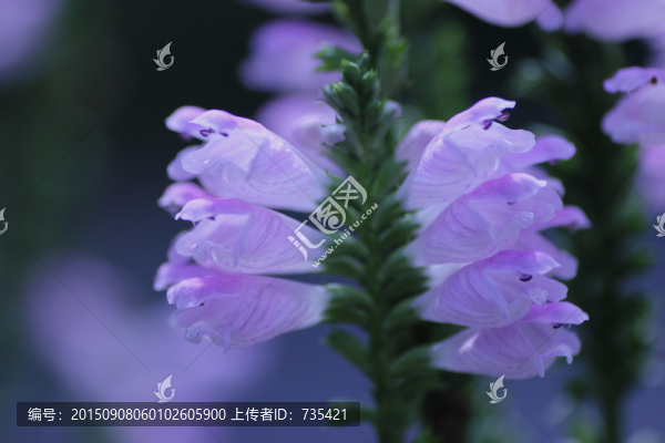 金魚草