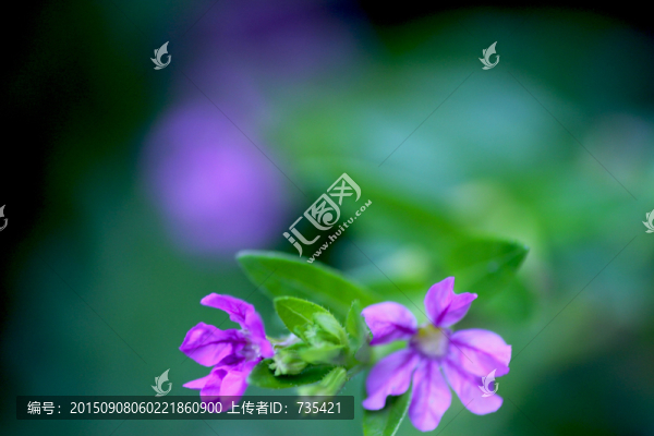 紫色花