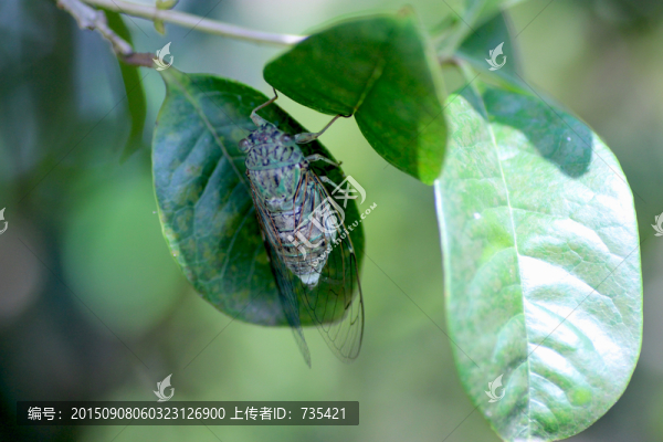 禪