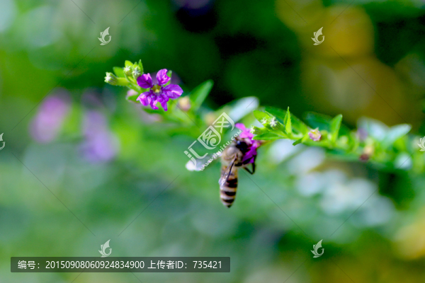 蜜蜂