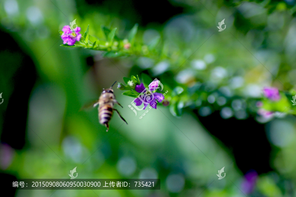 蜜蜂