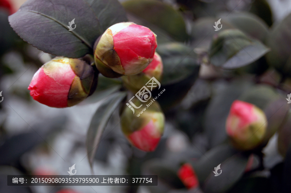 山茶花