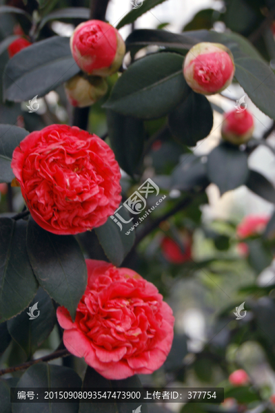 山茶花