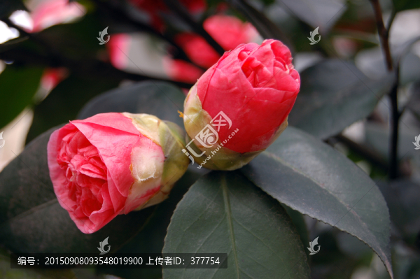 山茶花