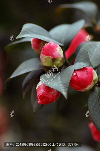 山茶花