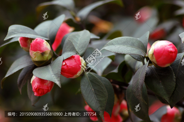 山茶花