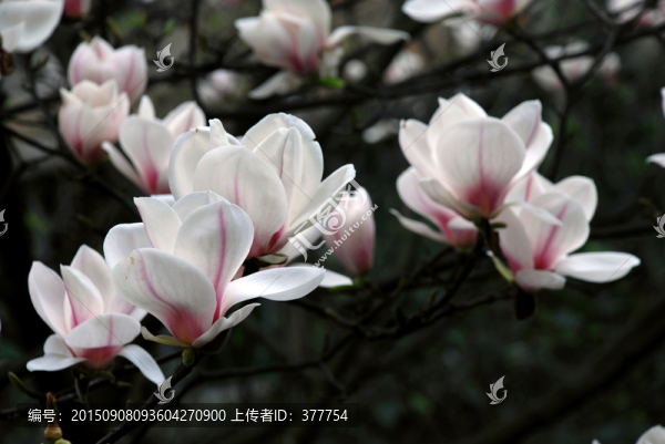玉蘭花