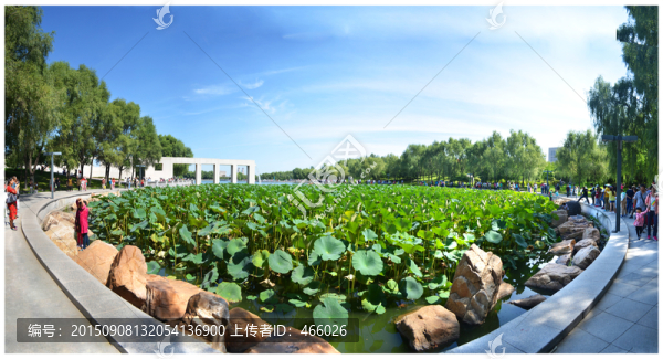 長春世界雕塑公園荷塘美景