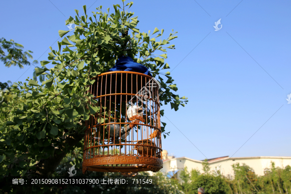樹上鳥籠