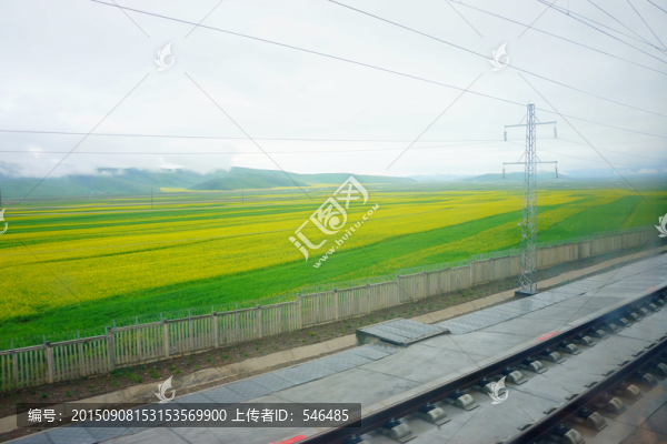 門源油菜田