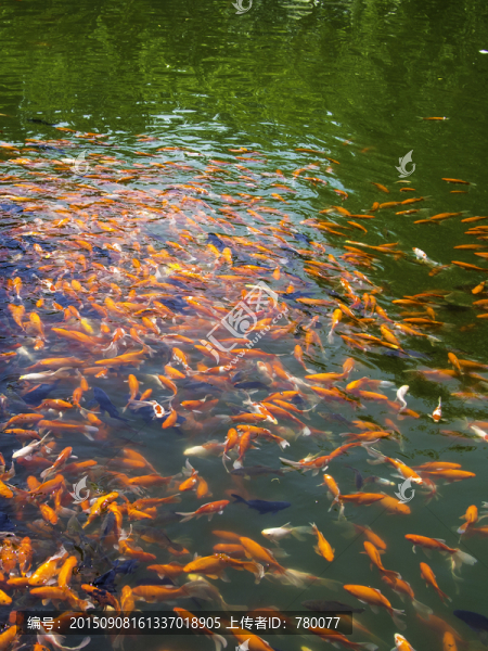 觀賞魚