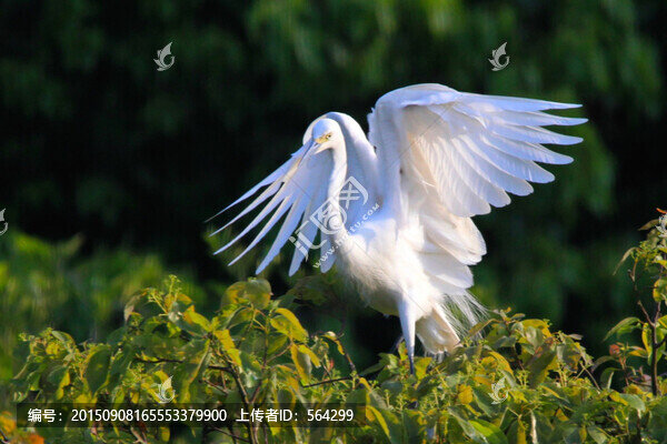 鷺鳥