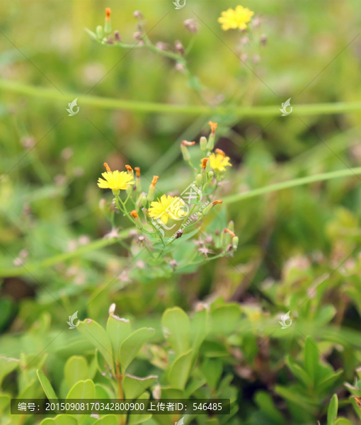 小黃花