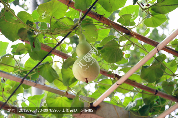 葫蘆架