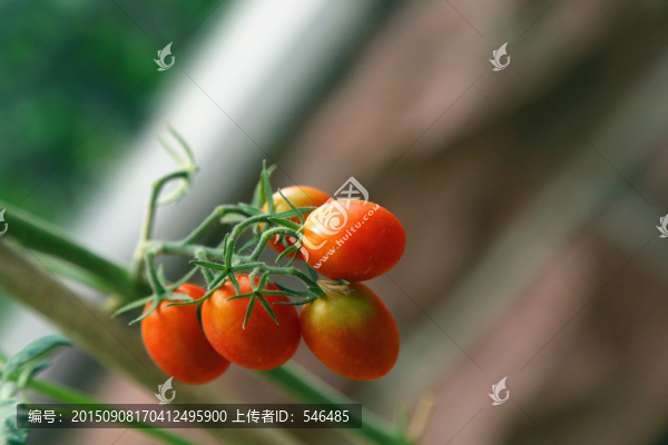 紅果