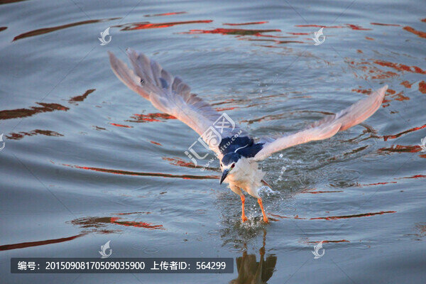 鷺鳥劃水
