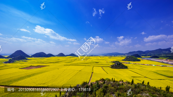 羅平油菜花