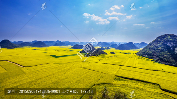 羅平油菜花