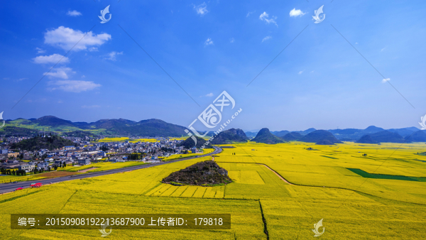 羅平油菜花