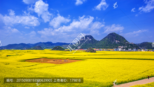 羅平油菜花