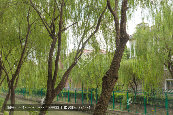 垂柳