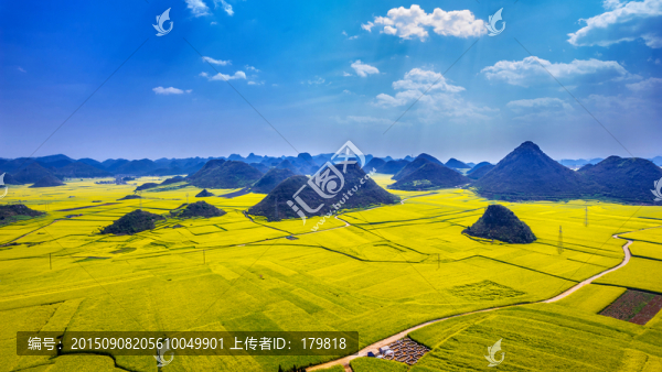 羅平油菜花
