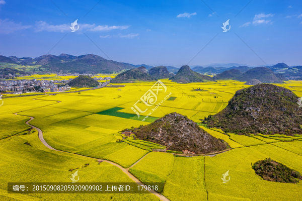 羅平油菜花